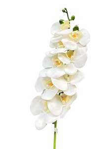 Phalaenopsis Orchid White