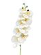 Phalaenopsis Orchid White