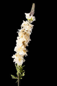 delphinium Stems blush pink