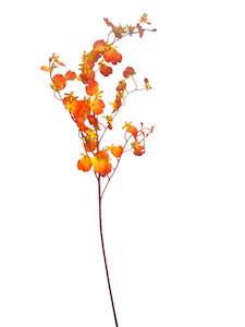Oncidium Orchid Orange