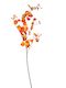 Oncidium Orchid Orange