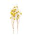 Oncidium Orchid Yellow