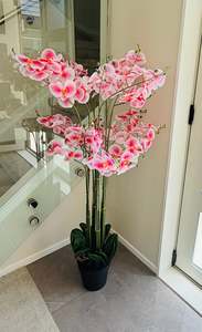 Orchids with Black Vases