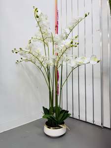 Orchids with Circular White Vase