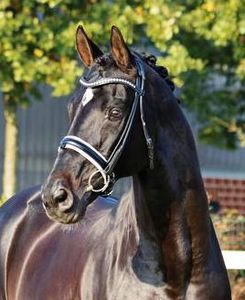 Dressage: Christ