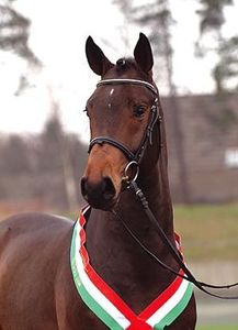 Dressage: Fidertanz