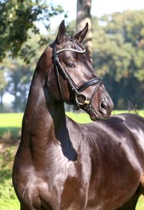 Products: Cornet de Semilly