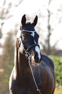 Eventing: Duplexx