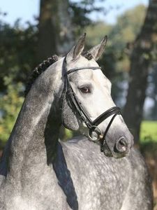 Products: Hickstead White
