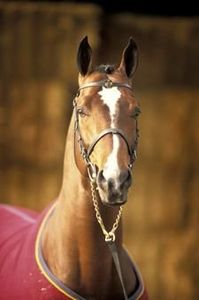 Eventing: Lux Z