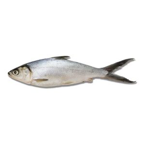 Products: Frozen Milkfish 600-800g 3el's Supermarket