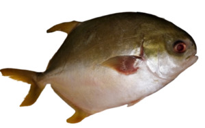 Products: Golden Pompano Frozen 3el's Supermarket