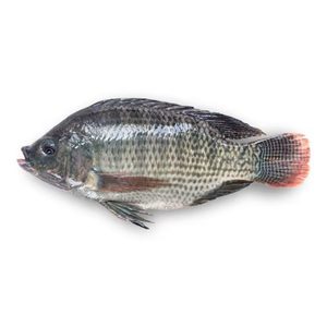 Tilapia Whole Round 3el's Supermarket