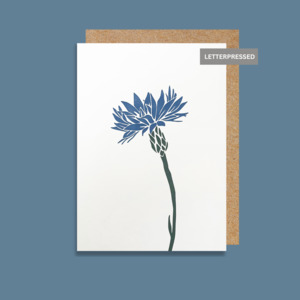 Birthday: PI850 Cornflower (6 pack)