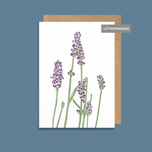 PI854 Lavender (6 pack)