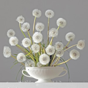 Floral Portraits: Hush Hush