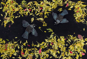 The Messengers Nga Karere: Full Fathom Five 1. 2022