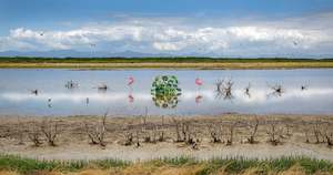 Garden of Miranda (Firth of Thames)