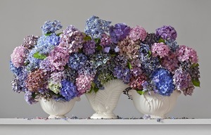 30 Off Artworks: Hydrangeas 8.35am (Without Bird)