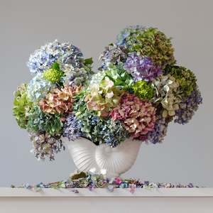 Hydrangeas 8.50 am  (Framed)