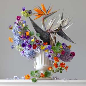 Bird Of Paradise
