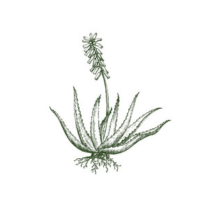 Aloe Vera Nurture Mama