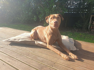 ReHome Pet Bed energyworkshop