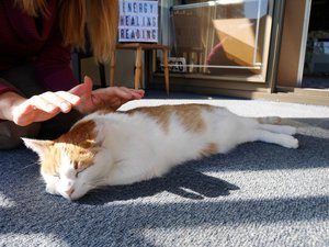 Products: Healing for your animal - enjoyyourlife.today/shop