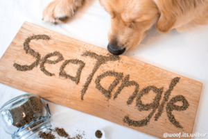 Edibles: Seatangle Sprinkles - Ascophyllum Nodosum [for sparkling teeth]