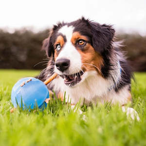 Food Toys: Planet Dog - Guru