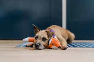 P.L.A.Y. Forest Friends Forest the Fox