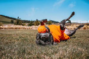 Fetch And Tug Toys: Liker Ball