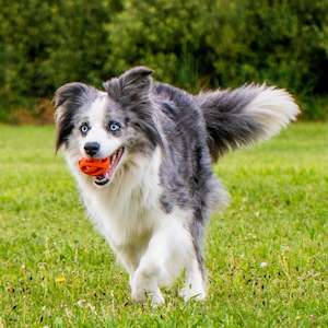 Fetch And Tug Toys: Chuckit Breathe right