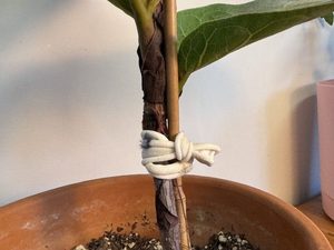 Products: Prime Ties - Indoor & Outdoor Plant Ties - Enviroware