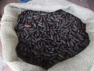 Specialty Ingredients: Equagold Tonka Beans 100g