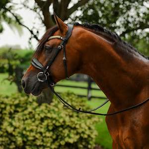BRIDLE: Delta bridle (cavesson)