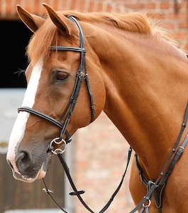 Horseware Bridal: PE Mossimo Cavesson Bridle