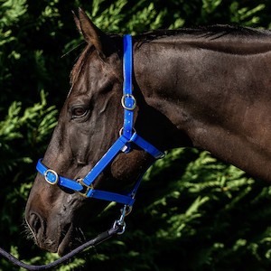 FLAIR PVC HARNESS WEB HALTER