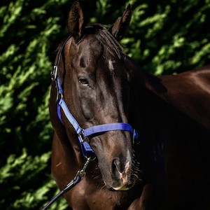 Halters Leads: FLAIR BREAKAWAY HALTER