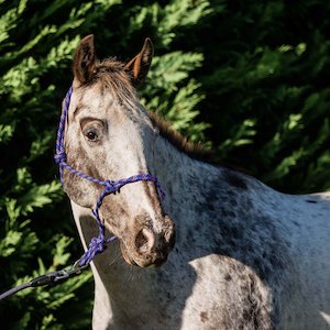 Halters Leads: FLAIR ROPE MULTI FLECK HALTER