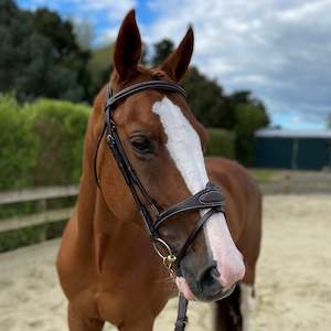 Eventor snaffle crown bridle