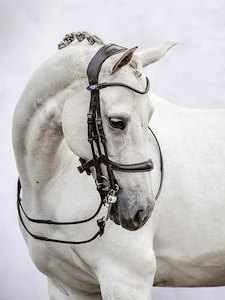 Paragon – Equestrio Style