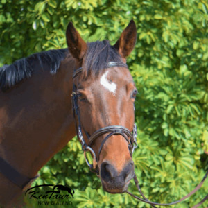 Products: Kentaur ‘Hartford’ Bridle