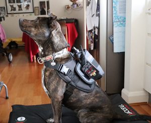 Products: Large Pro Series Harness Equissage NZ