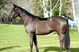 Products: 10% Share in a Wooded x Sociabeel (Savabeel) Gelding 2 - Equus Auctions