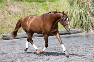 Stallion Service to Chilli Sunday - Equus Auctions
