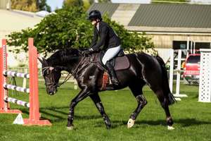MF Starburst Stallion Service Fee - Equus Auctions