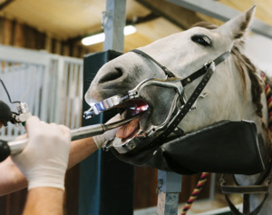Equine Dental at Canterbury Equine Clinic - Equus Auctions