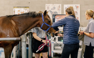 Products: Equine Gastroscopy at Canterbury Equine Clinic - Equus Auctions