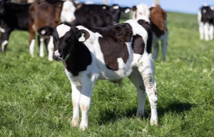 Products: 100KG Friesian Bull Calf - Equus Auctions